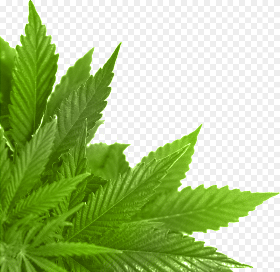 Hoja Verde En La Esquina Leaf In, Plant, Weed, Hemp Free Transparent Png