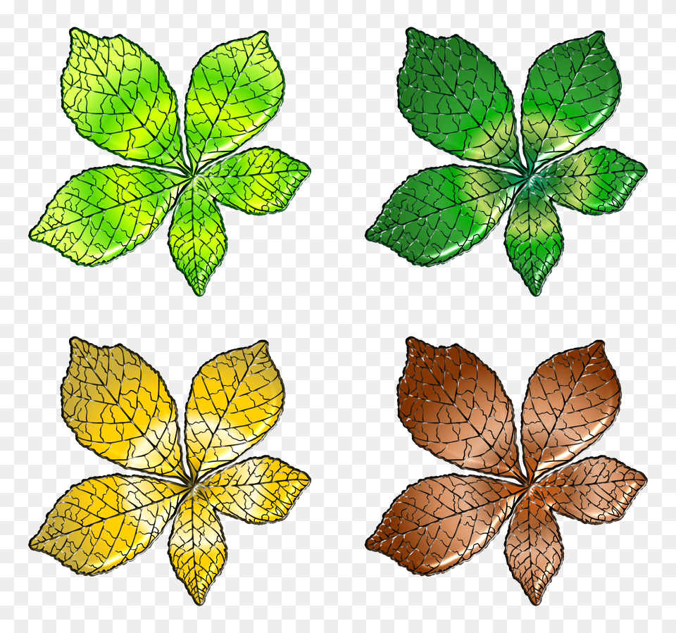 Hojas, Herbs, Leaf, Plant, Tree Png