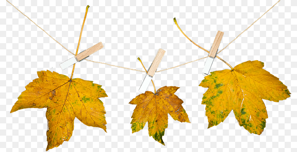 Hojas, Leaf, Maple, Plant, Tree Free Png Download