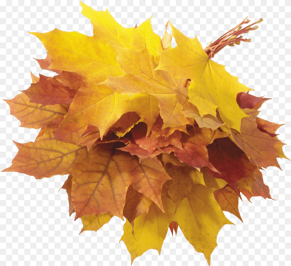 Hojas De, Leaf, Maple, Plant, Tree Free Png Download