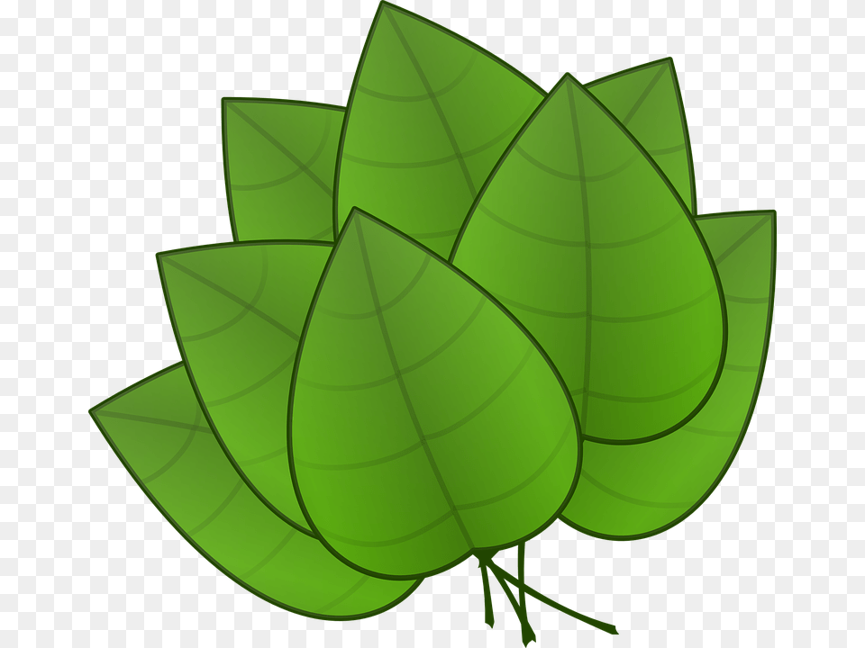 Hojas De Arboles Image, Green, Leaf, Plant, Herbal Png