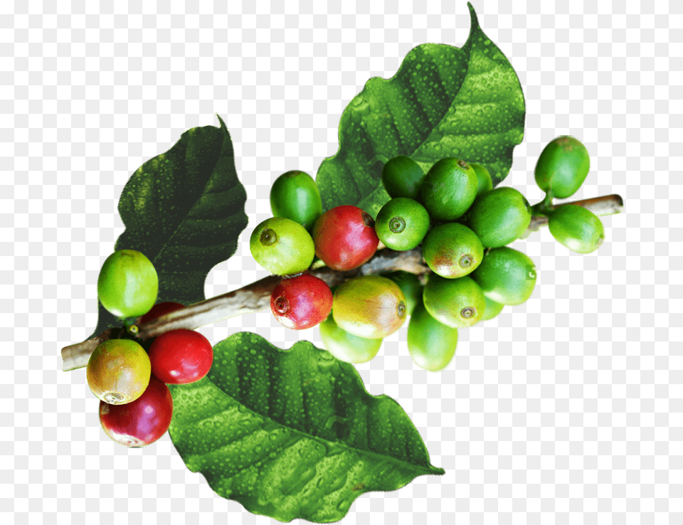 Hojas De Cafe, Leaf, Plant, Food, Fruit Png