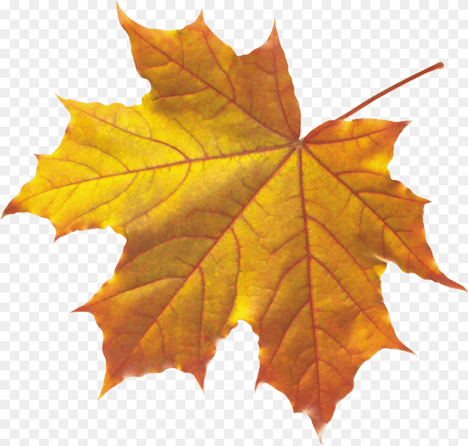 Hojas De Gif Anim Barre De Sparation Feu, Leaf, Plant, Tree, Maple Free Transparent Png