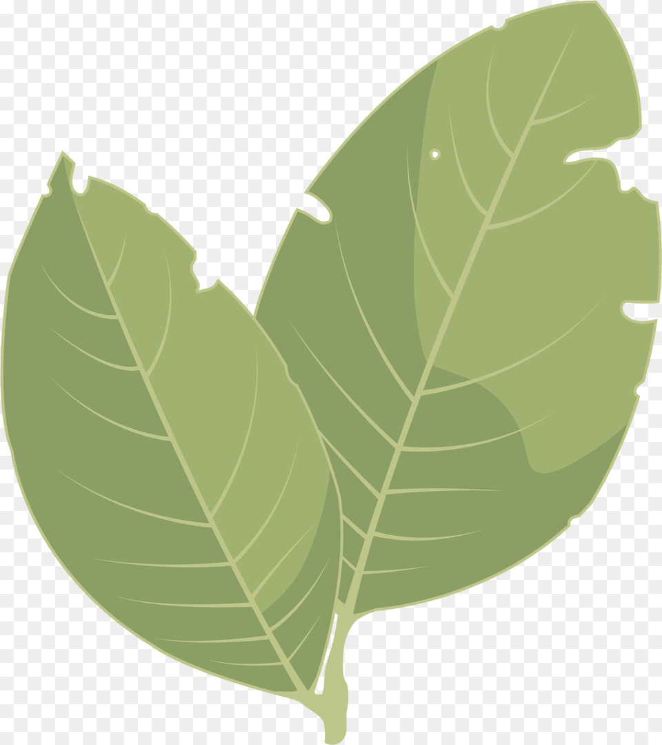 Hojas De Laurel Leaf, Plant, Animal, Fish, Sea Life Png