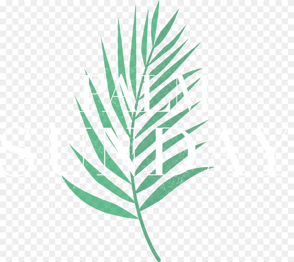 Hojas De Palmera Tropicales, Leaf, Plant, Logo, Grass Png Image