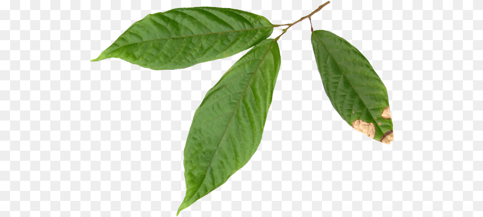 Hojas Del Arbol De Cacao, Leaf, Plant, Tree, Annonaceae Png Image