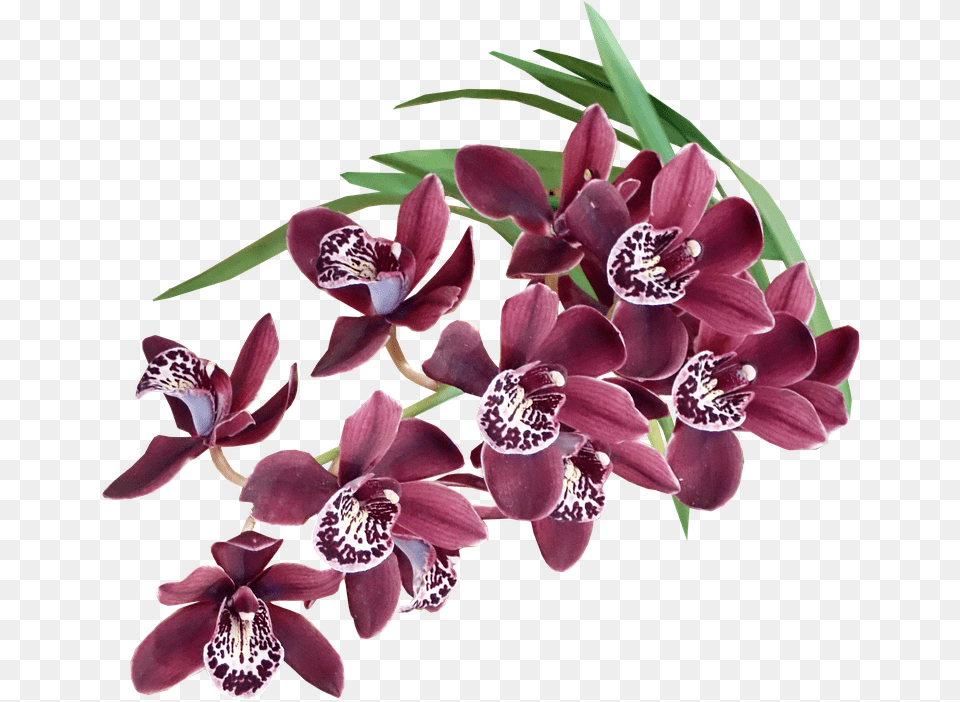 Hojas Flores Exoticas, Flower, Orchid, Plant Free Png