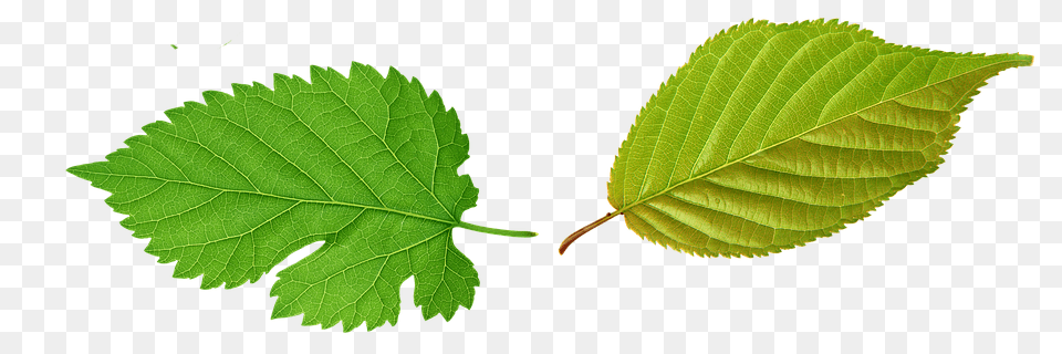 Hojas Image, Leaf, Plant, Tree Png