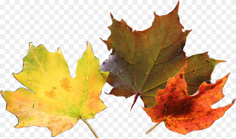 Hojas Naranja Nature Leaves Maple Leaf, Plant, Tree, Maple Leaf Free Png Download