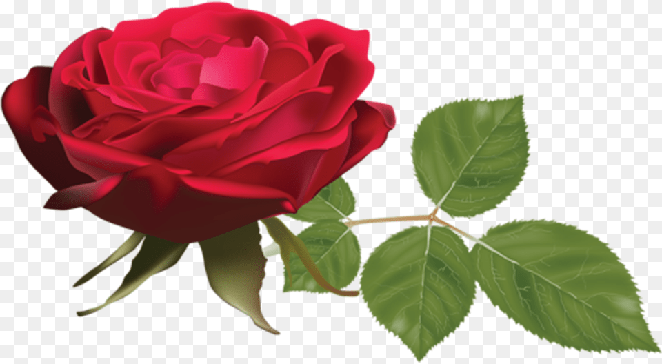 Hojas Rose, Flower, Plant Free Png