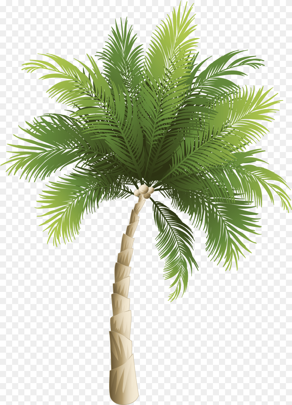 Hojas Vector Palma Clipart Palm Trees, Palm Tree, Plant, Tree Png Image