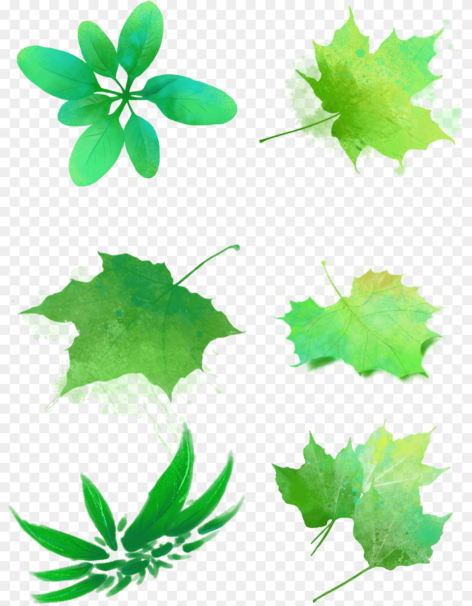 Hojas Verdes Acuarelas Manchas Y Psd Maple Leaf, Green, Plant, Herbal, Herbs Png