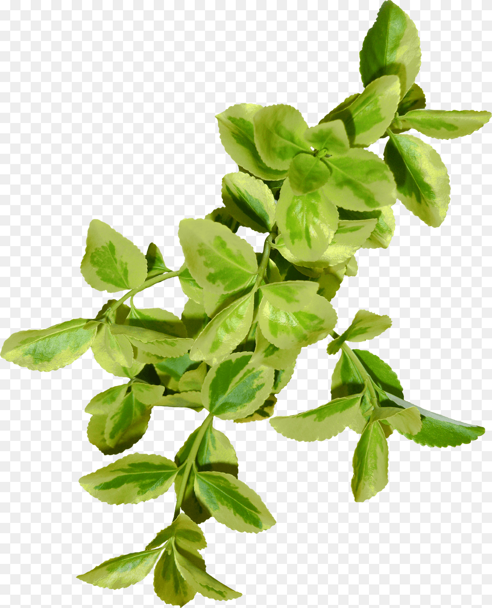 Hojas Verdes Bay Laurel, Herbal, Herbs, Leaf, Plant Free Transparent Png