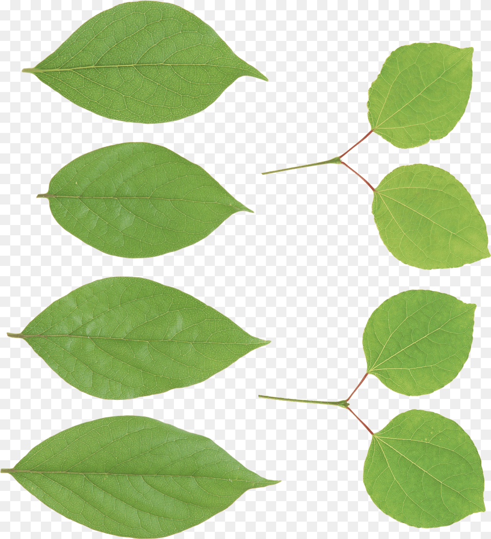 Hojas Verdes Canoe Birch, Leaf, Plant Png