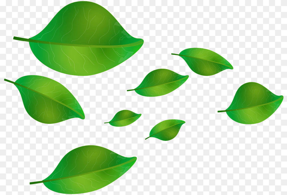 Hojas Verdes Cayendo, Green, Leaf, Plant, Flower Png Image