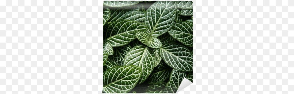 Hojas Verdes Fittonia Verschaffeltii Var Fittonia, Herbal, Herbs, Leaf, Plant Free Png