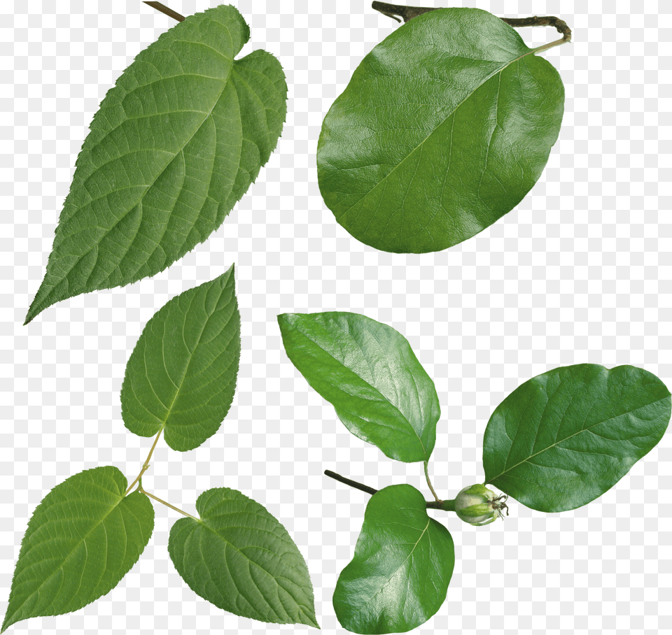 Hojas Verdes Sweet Birch, Leaf, Plant, Flower, Annonaceae Free Transparent Png