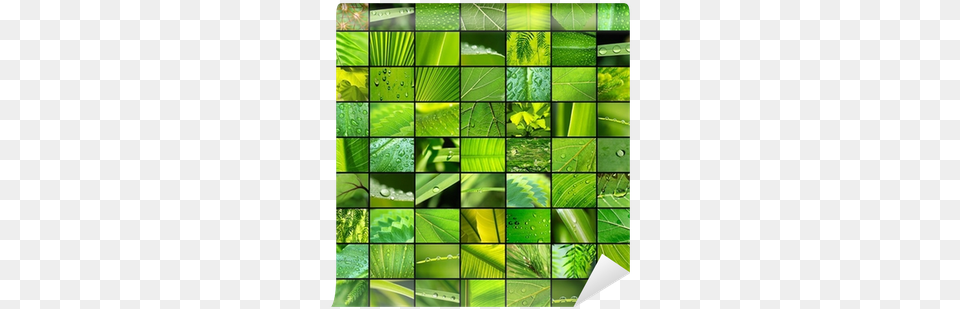 Hojas Y Texturas Wall Mural Pixers We Live To Visual Arts, Art, Plant, Vegetation, Leaf Png