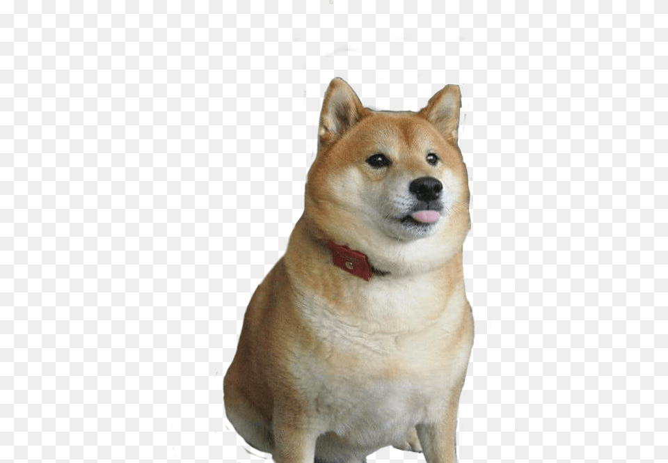 Hokkaido, Animal, Canine, Dog, Husky Png Image