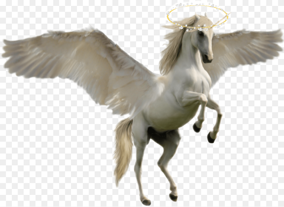 Holawhite Flying Horse Unicorn Horse, Animal, Bird Png Image