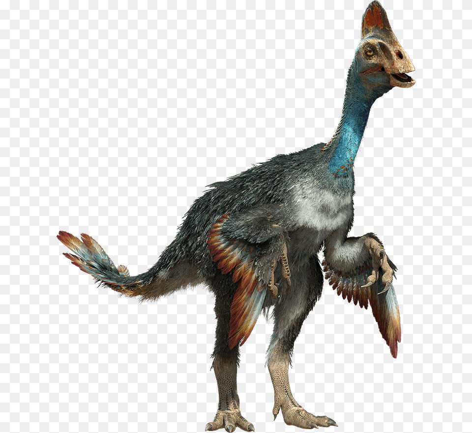 Hold On To Your Butts Dinosaurs Are Making A Comeback Chirostenotes, Animal, Bird Png Image