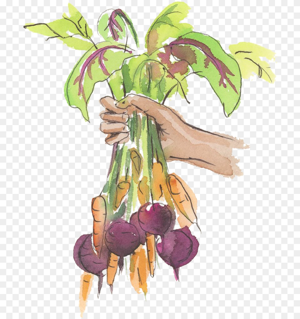 Holding Veggies Illustration, Plant, Food, Produce, Turnip Free Png Download