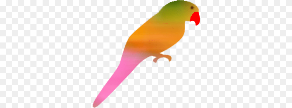 Holi Parakeet, Animal, Bird, Parrot, Person Png Image