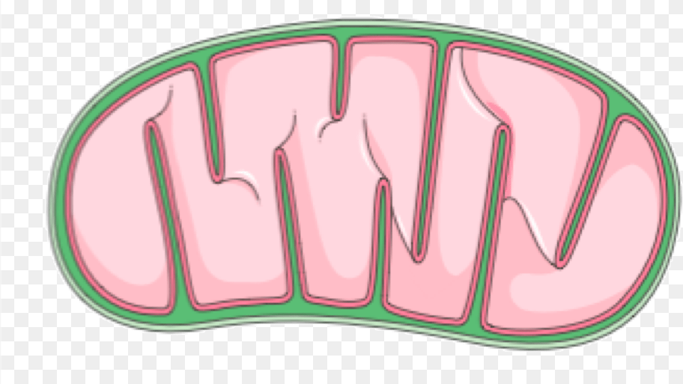 Holi Pichkari Clipart Mitochondria Png