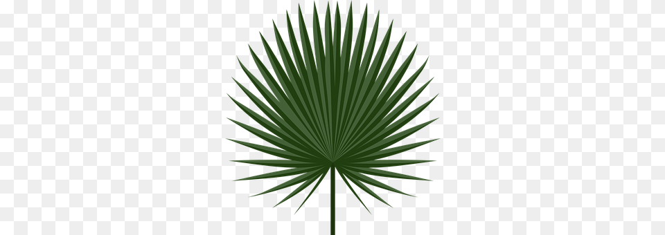 Holiday Green, Leaf, Palm Tree, Plant Png Image