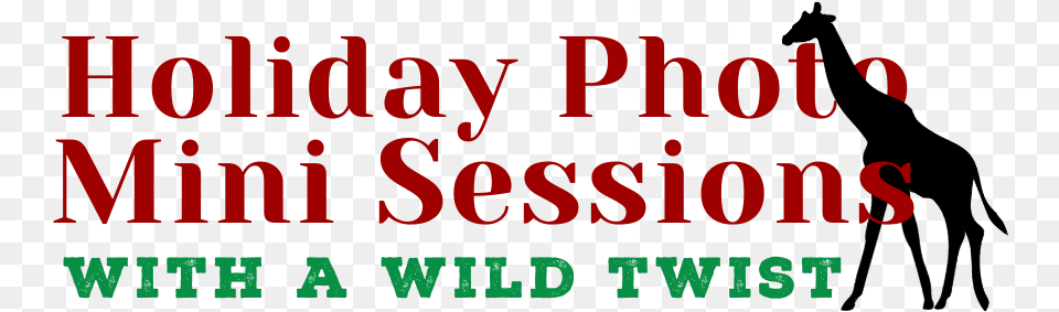 Holiday Photo Mini Sessions Oval, Text Free Png
