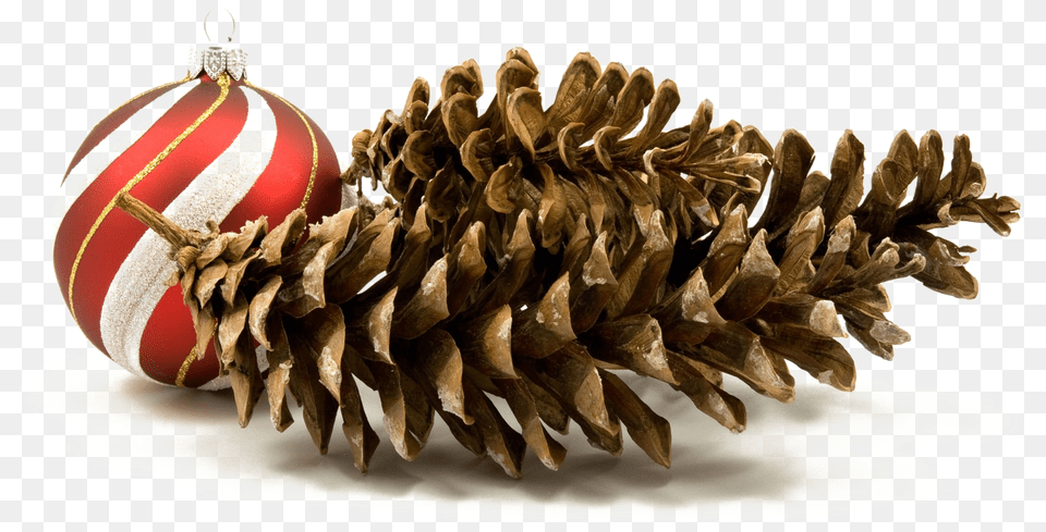 Holiday Pine Cone Hd Quality Play Christmas Day, Conifer, Plant, Tree, Accessories Free Png Download