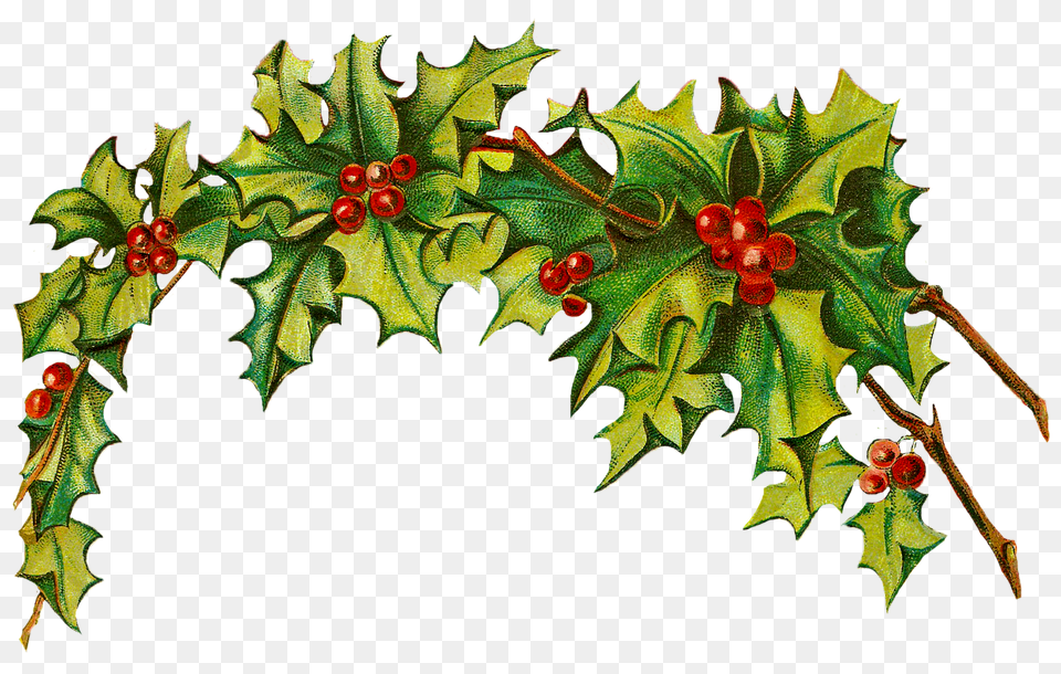 Holiday Season Leaf, Plant, Tree, Food Free Png