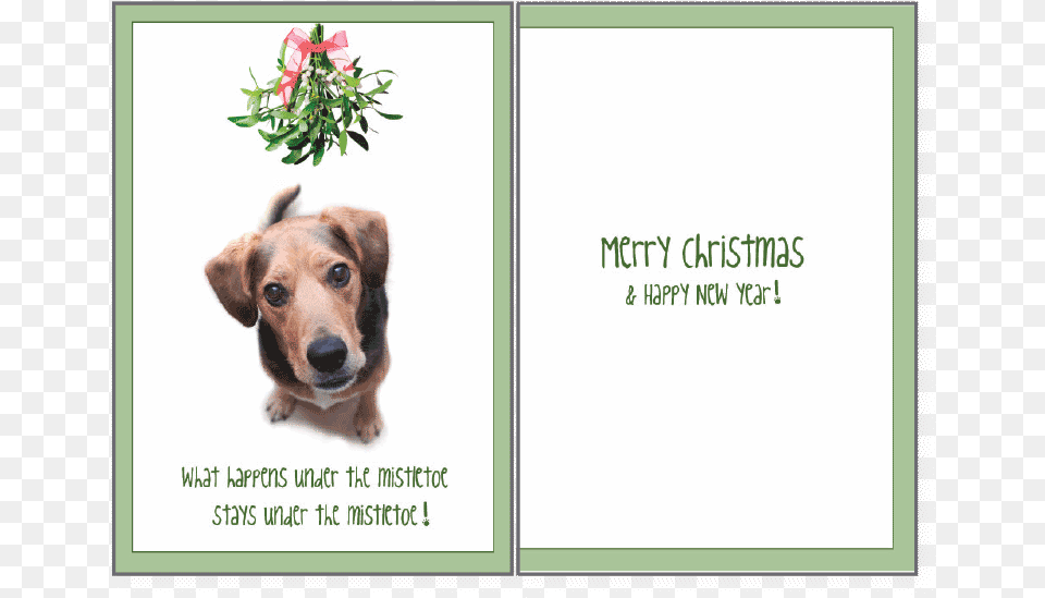 Holiday What Happens Under The Mistletoeclass Christmas Card Dog And Mistletoe, Plant, Mail, Herbs, Herbal Png Image