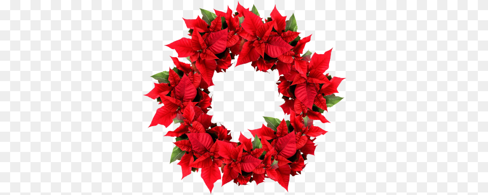 Holiday Wreath Red Christmas Wreath, Plant, Leaf, Flower Png Image