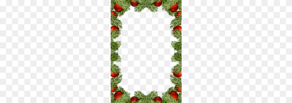 Holidays Plant, Tree, Conifer Free Png Download