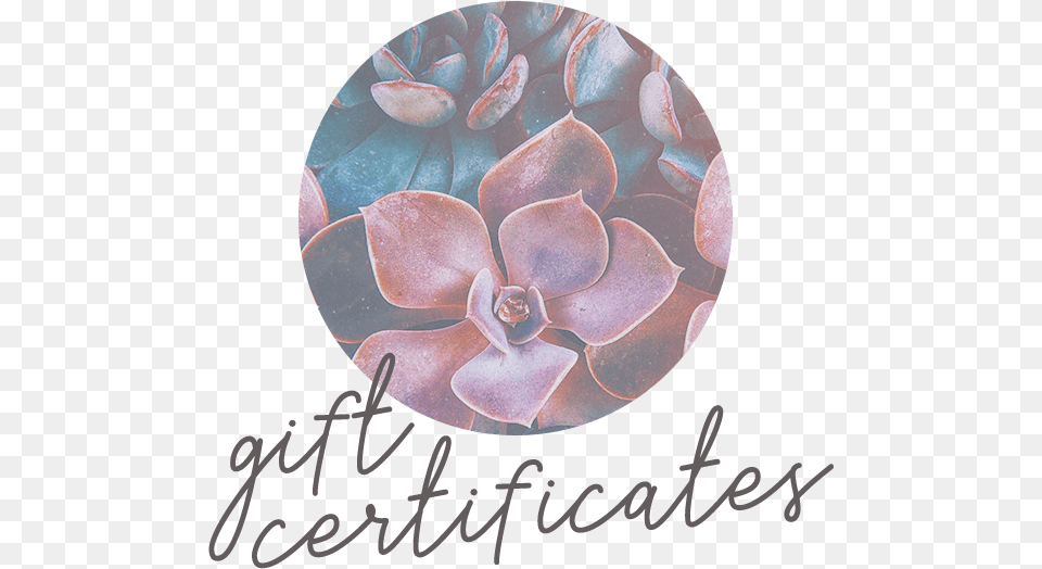 Holistica Gift Certificates Thumb Echeveria, Accessories, Flower, Plant, Jewelry Free Transparent Png