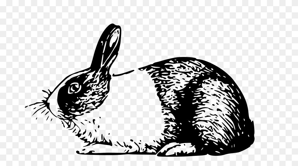 Holland Rabbit, Gray Free Png