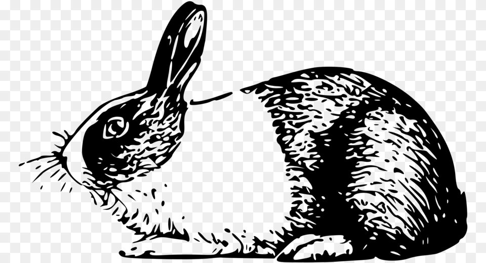 Holland Rabbit Small Clipart 300pixel Size Design Rabbit Illustrations Black And White, Gray Free Png