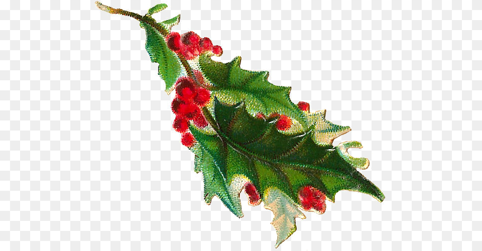 Holley Clipart Christmasclip Holly Branch, Tree, Plant, Leaf, Grass Free Transparent Png