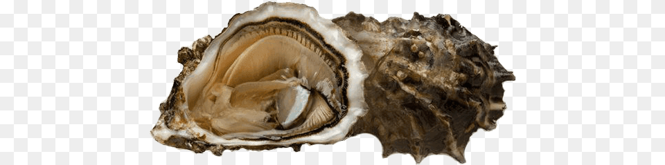 Holliewood Oysters Blog, Animal, Sea Life, Food, Seafood Png