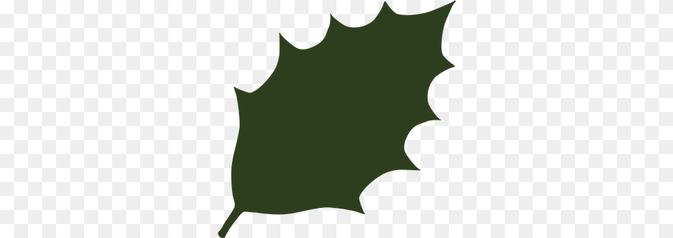 Holly Leaf, Plant, Maple Leaf Free Png Download