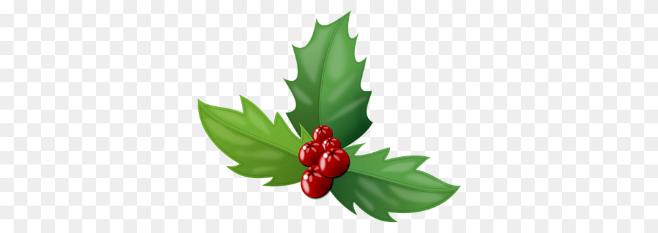 Holly Berry, Food, Fruit, Leaf Free Png