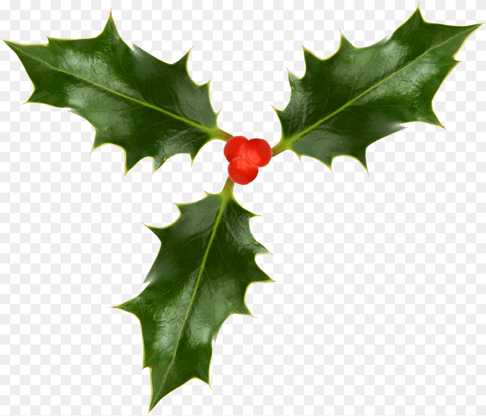 Holly, Flower, Leaf, Plant, Tree Free Png Download