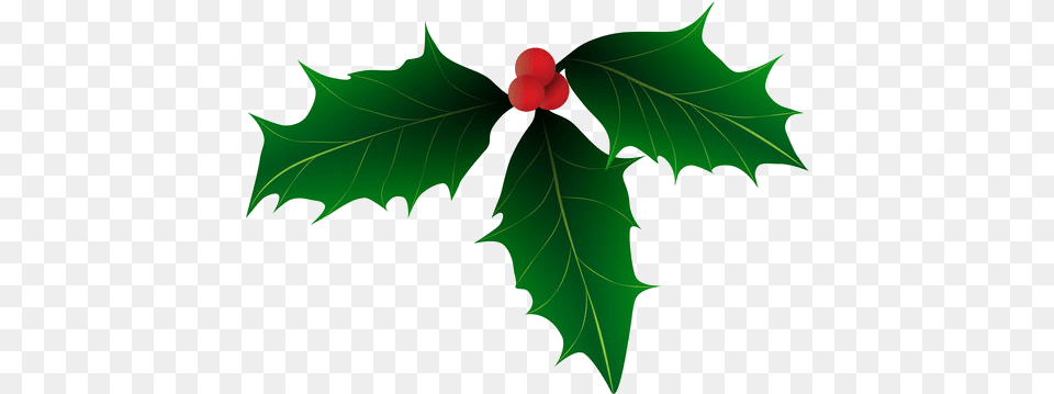 Holly 521x370 Christmas Holly Vector Art, Leaf, Plant, Flower, Tree Free Transparent Png