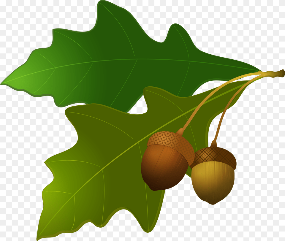 Holly Acorn Tree Leaf Clipart, Food, Grain, Nut, Plant Free Png