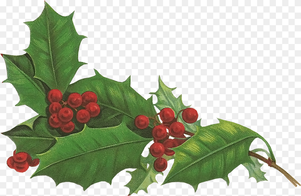 Holly Aquifoliales Christmas Holiday Snowman Holiday Holly, Leaf, Plant, Tree, Food Free Png Download