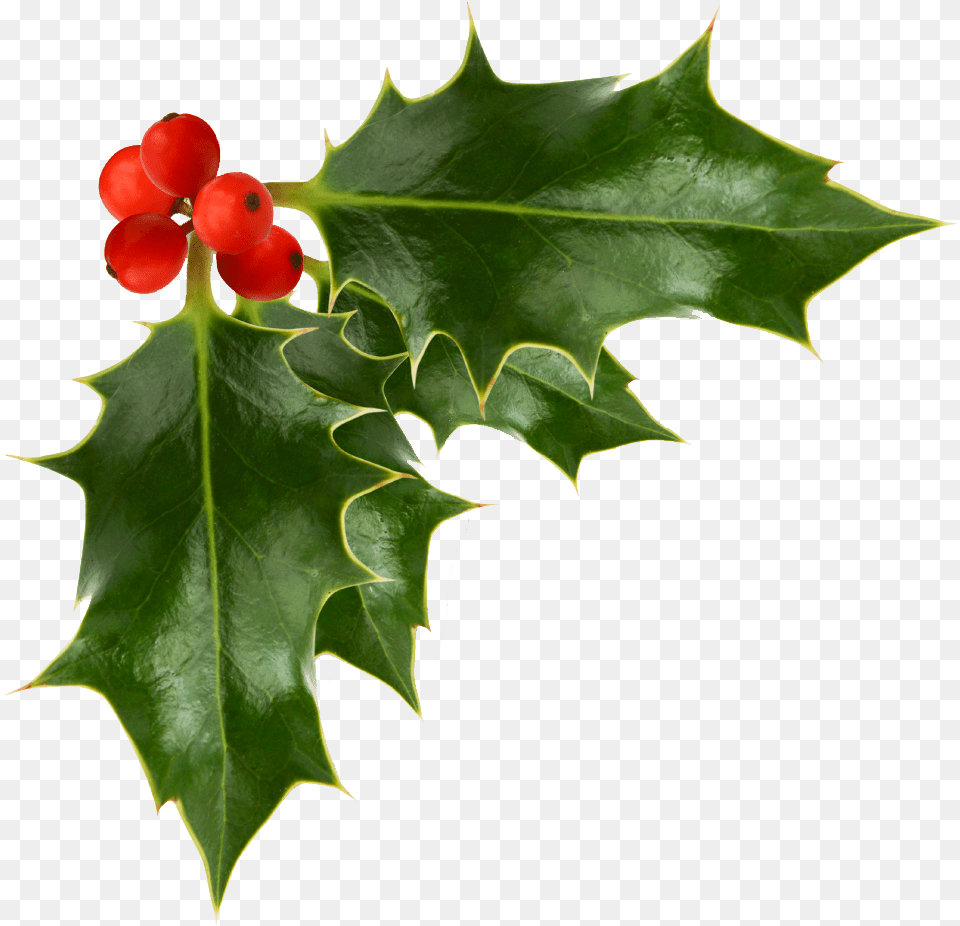 Holly Berries Background Background Holly Clipart, Leaf, Plant, Flower, Tree Free Transparent Png