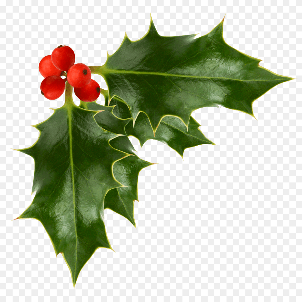 Holly Berries Background, Flower, Leaf, Plant, Geranium Free Transparent Png