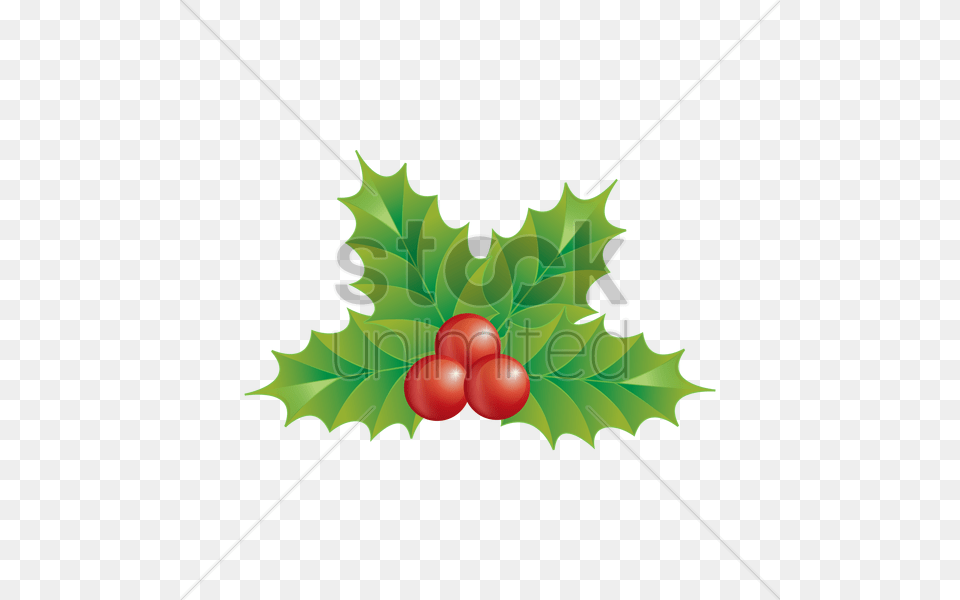Holly Berry Vector Leaf, Plant, Food, Fruit Png Image