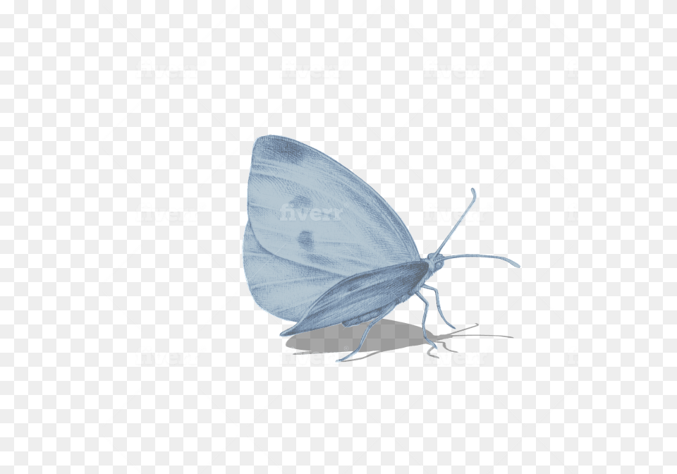 Holly Blue, Animal, Insect, Invertebrate, Butterfly Png Image